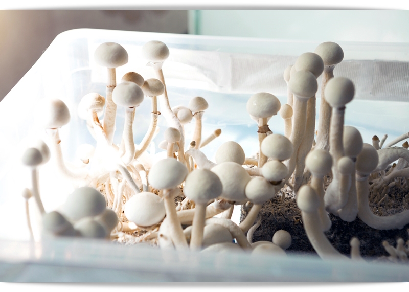 Magic Mushroom Growkit zum züchten von psilocybinhaltigen Pilzen