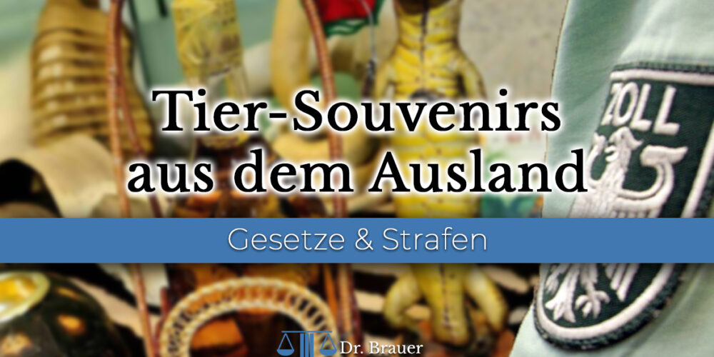 Pelz im Ausland gekauft Pelz im Ausland gekauft - Darf ich Tier-Souvenirs nach Deutschland einführen?