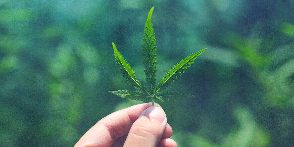 Anbau von Cannabis - ab wann drohen welche Strafen?