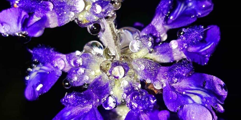 Salvia Divinorum: Das „Azteken-Salbei“ und das BtMG