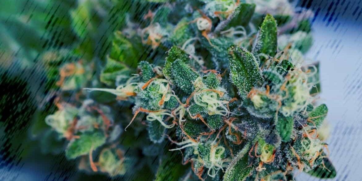 Vorladung wegen Bestellung von CBD-Blüten