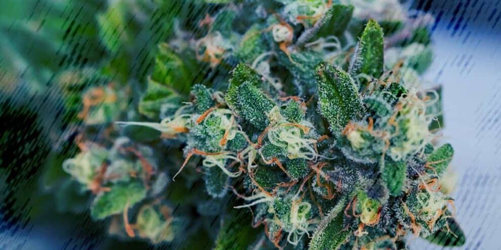 Vorladung wegen Bestellung von CBD-Blüten