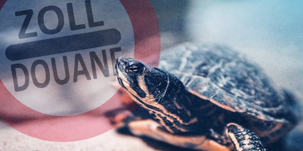 Reiseandenken aus Tieren und Pflanzen – welche Strafen drohen nach dem Bundesnaturschutzgesetz?